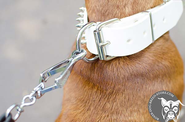 White leather Boxer collar with nickel plated fittings