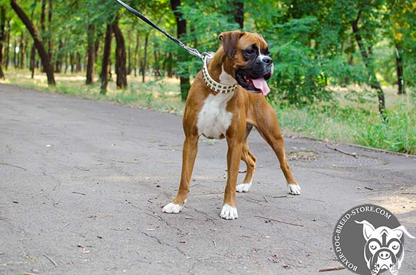 White leather Boxer collar for pleasant walking