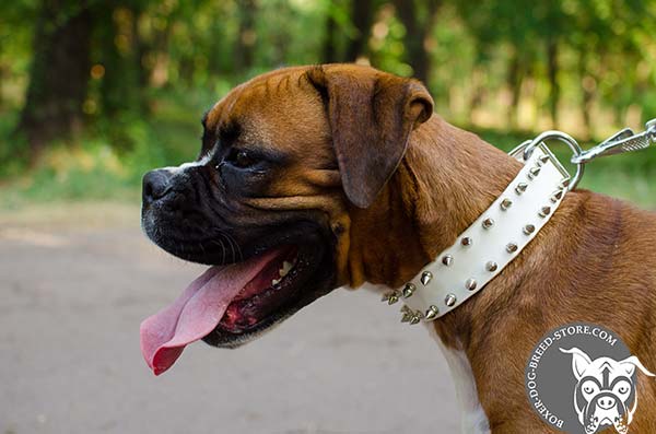 White Boxer collar with two rows of spikes