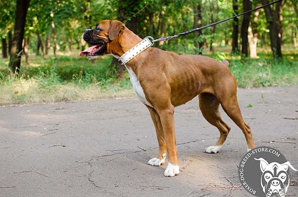 White Boxer collar for walking in style