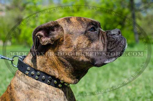 Gorgeous leather collar