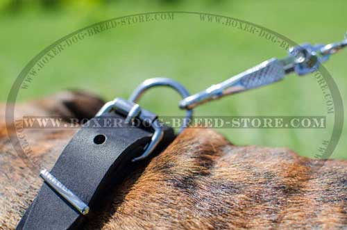 Exclusive Dog Collar