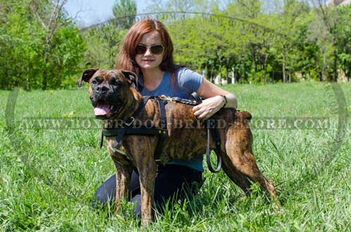 Custom made leather Boxer harness looks well on the dog