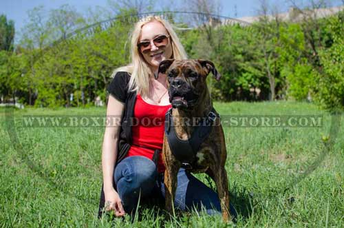 Lovely harness for amazing Boxer