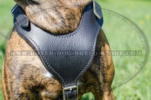 Custom made leather harness for your Boxer