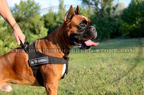 Professional pulling and tracking harness
