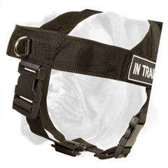 Reliable Boxer harness with quick release buckle