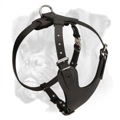 Awesome harness made of high quality full grain leather