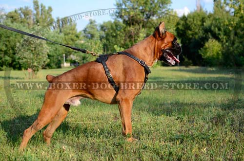 Walking Boxer Harness