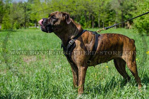 Snug fit leather Boxer harness