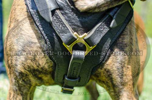 Wide padded chest plate for Boxer harness