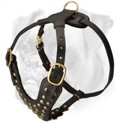 Classy leather harness for stylish dogs