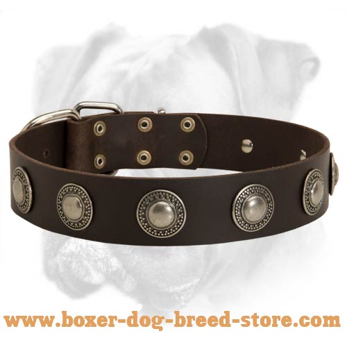 Gorgeous Leather Boxer Collar with Silver Conchos