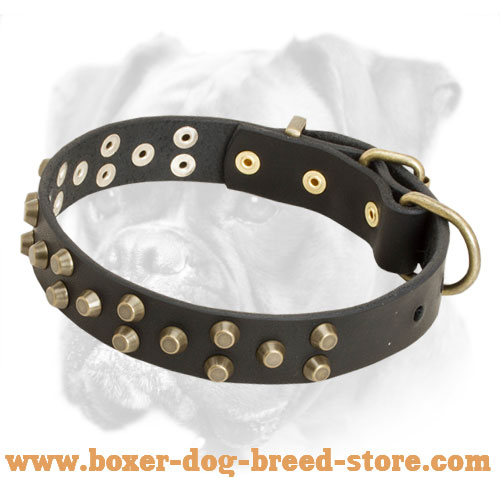 Walking leather Boxer collar with symmetrical brass pyramids
