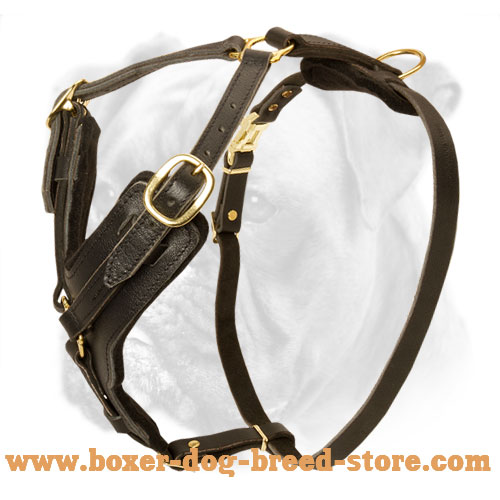 Every Day Elegant and Comfortable Leather Harness for Boxer