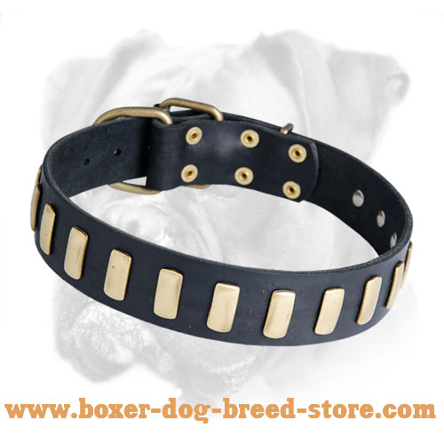Splendid Leather Boxer Collar with Goldish Plates