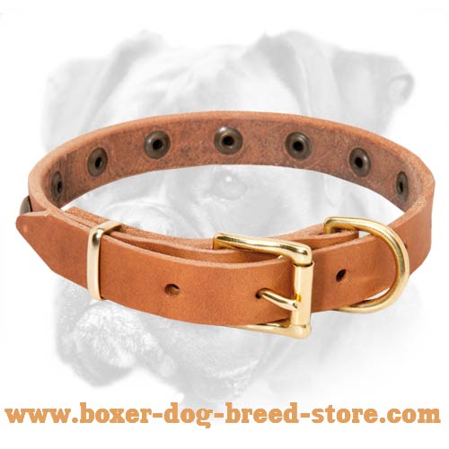 Incredible Leather Boxer Collar with Brass Studs