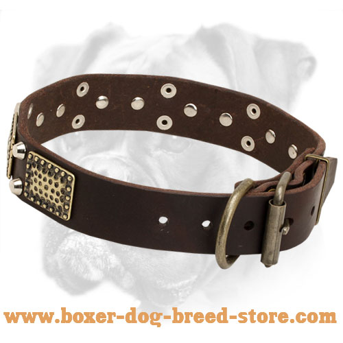 Leather Boxer Collar with Brass Plates and Nickel Pyramids