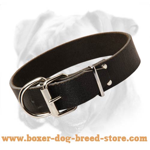 Leather Collar for Boxer's Comfort and Pleasure