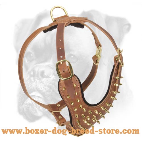 Marvellous Boxer Leather Harness with Brass Spikes