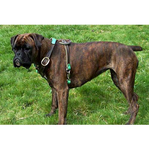 Boxer Leather Harness for Tracking and Walking