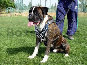 Boxer leather Spiked dog harness - Click Image to Close