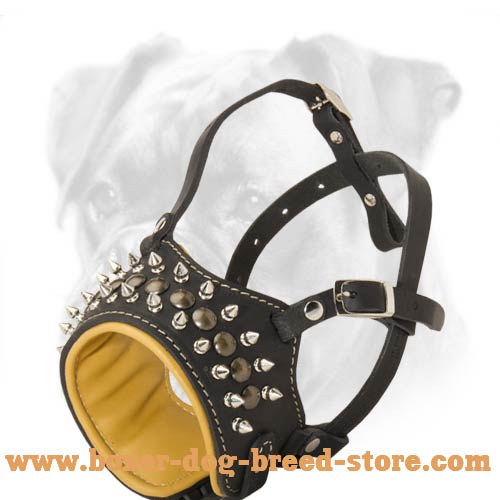 Designer Leather Boxer 【Muzzle】 with Studs and Spikes : Boxer Breed: Dog  harness, Boxer dog muzzle, Boxer dog collar