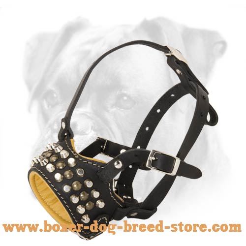 Exclusive Nappa Padded Leather Muzzle with Studs and Pyramids for Boxer