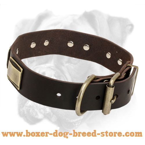 Superb Leather Collar with Massive Brass Plates for Boxer - Click Image to Close