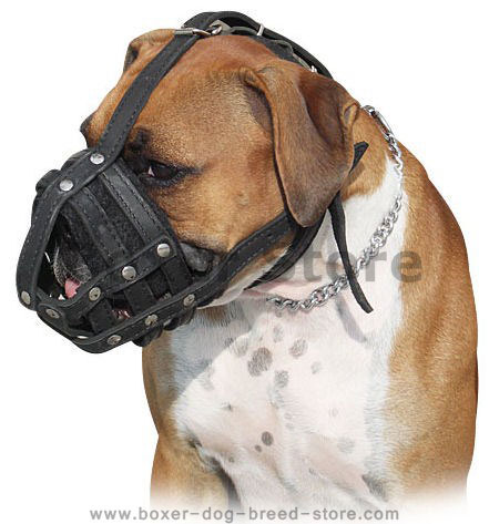 Cane Corso Breed: Dog Muzzle, Harness, Collar, Leash, Toys, Bite Sleeve