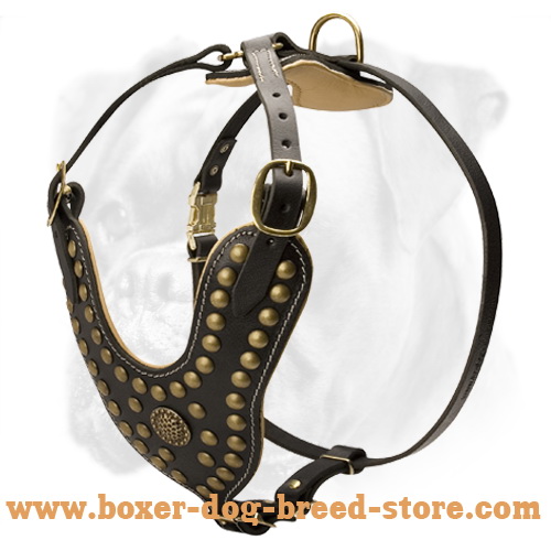 Wonderful Leather Harness for Luxurious Boxers - Comfortable and Safe Beauty