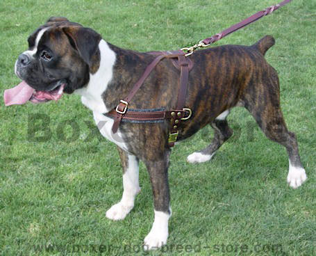 Boxer Tracking / Pulling / Agitation Leather Dog Harness For Boxer - Click Image to Close