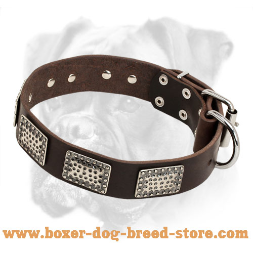 Designer Leather Boxer Collar with Brass Plates