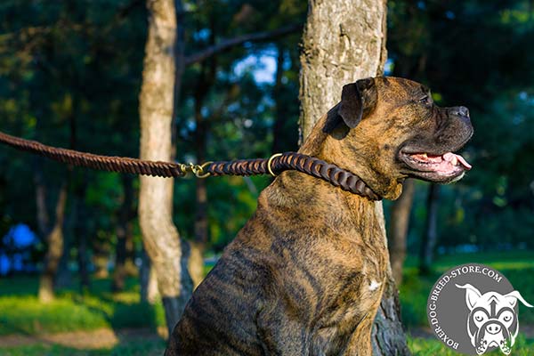 Boxer leather leash with durable handle for daily walks