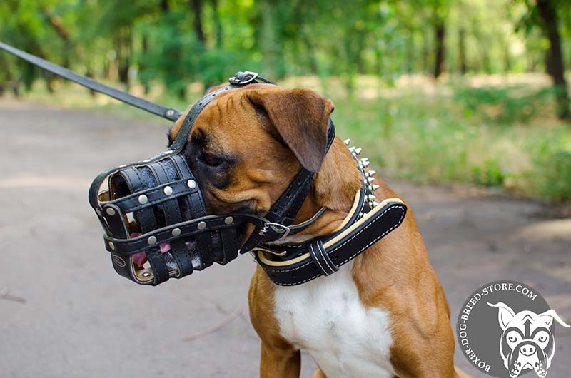 boxer dog muzzle