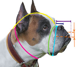 How to  measure your dog